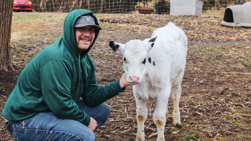 Noah Weaver with his Holstein cow, Bruce, when he was about four months old. Noah owns Happy Horns Farm, which opened at the beginning of this month in Springfield. Contributed