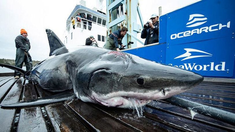 The great white shark called Vimy was caught and tagged off the coast near Pennsylvania and Connecticut Monday. (OCEARCH via WSOCTV.com)