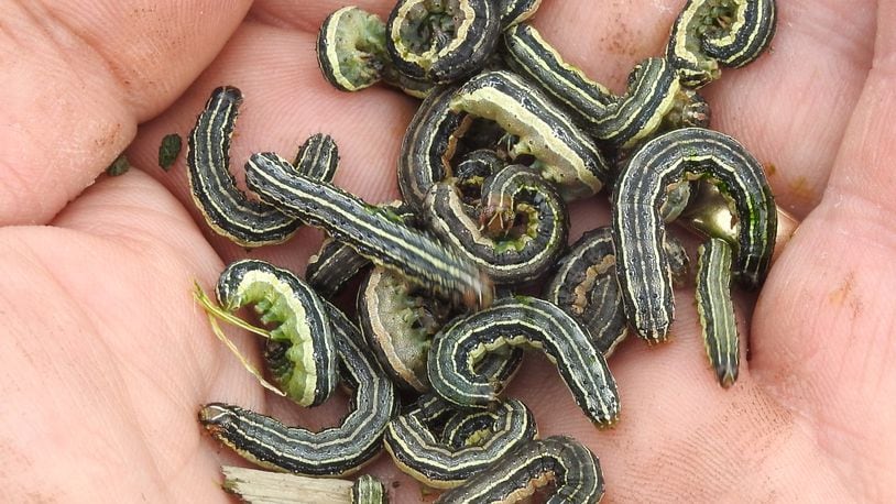 Dr. Curtis Young holds a handful of fall armyworms taken from an oat field in Allen County. CONTRIBUTED