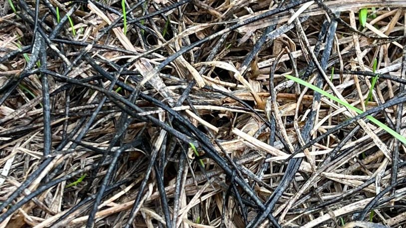 The black along the dead turf blades is suspected to be a slime mold or bacteria feeding on the organic matter.