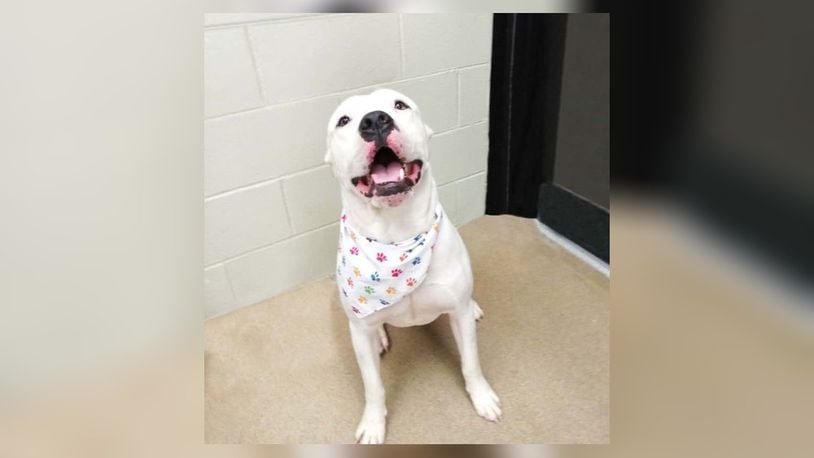 Looking for a bundle of joy and love into your life? Look no further than Doc, the handsome and affectionate 3-year-old American Bulldog mix. At around 50-60 pounds, Doc is the perfect blend of strength, charm, and playfulness. His striking good looks are only matched by his warm heart. This lovable guy is a social butterfly who adores people and seems to get along with other dogs. Stop in or call the Clark County Dog Shelter to meet this handsome guy. Clark County Dog Shelter is at 5201 Urbana Road, Springfield. CONTRIBUTED