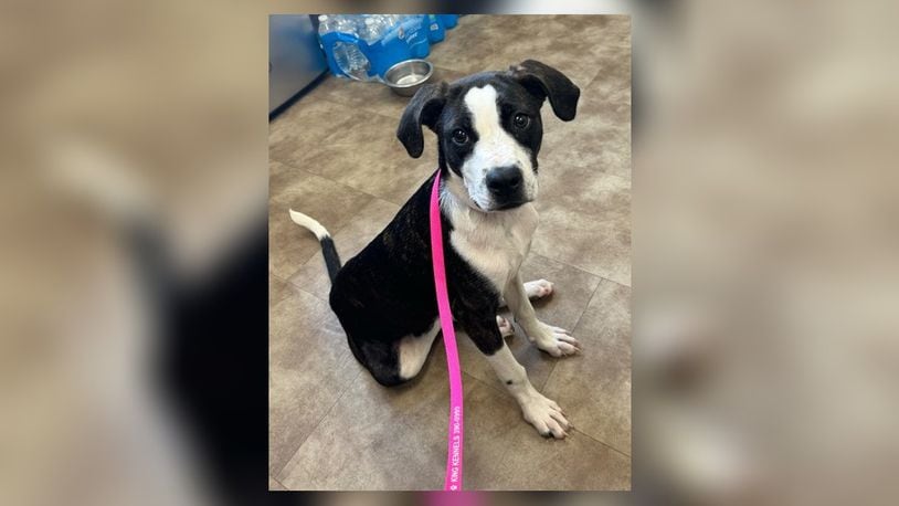 Looking for a bundle of joy to brighten your days? Say hello to Gigi, a 6-month-old Beagle-Pit mix who’s ready to fill your life with love and laughter. At just 27 lbs, Gigi is the perfect size for cuddles, playtime, and endless adventures. She also does well with other play mates that we have seen. Whether she’s zooming around the yard or snuggling up for some downtime, Gigi’s zest for life is truly contagious. Stop in at the Clark County Dog Shelter, to meet her. Clark County Dog Shelter is at 5201 Urbana Road, Springfield. CONTRIBUTED