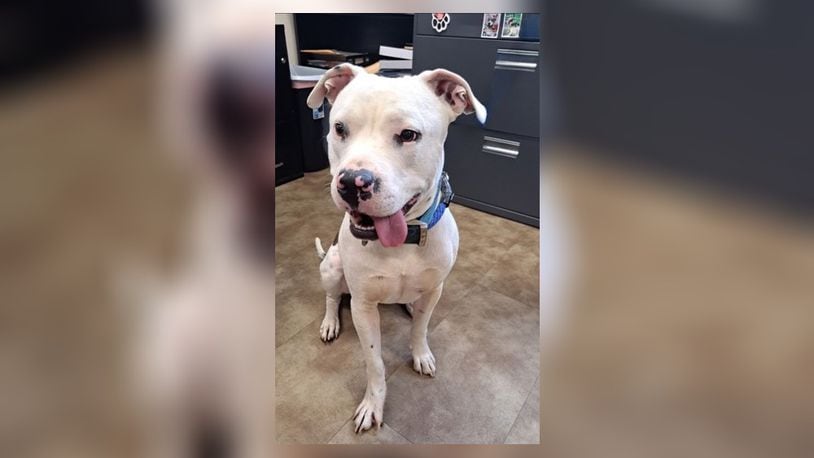 Meet Hammer! He is a 64 lb., Pittie Mix, around 2 ½ to 3-years-old. He came into us as a stray, back in September last year, and was never claimed. He is very sweet, affectionate, and loves to play. His adoption fee is $22 this week, as he is the Pet of the Week. That includes his neuter, vaccines, heartworm test, microchip, dog license, and a free vet check. Call 937-521-2140, if you would like to share some valentine love with Hammer. Clark County Dog Shelter is at 5201 Urbana Road, Springfield. CONTRIBUTED
