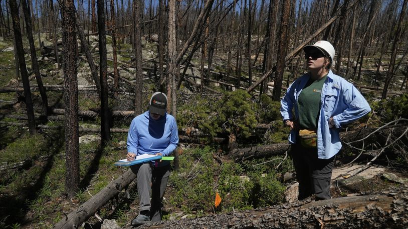 Marin Chambers, left, takes notes while Maddie Wilson provides observations Tuesday, June 11, 2024, in Bellvue, Colo, at a reforestation test plot at the 2020 Cameron Peak Fire burn area. (AP Photo/Brittany Peterson)