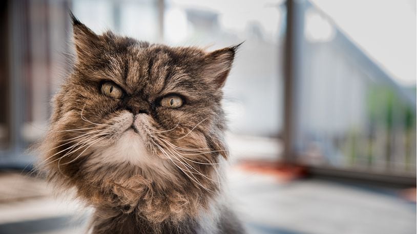 A cat (not pictured) needed some coaxing when it was reportedly stuck on top of a power pole in New Mexico for about 5 days.