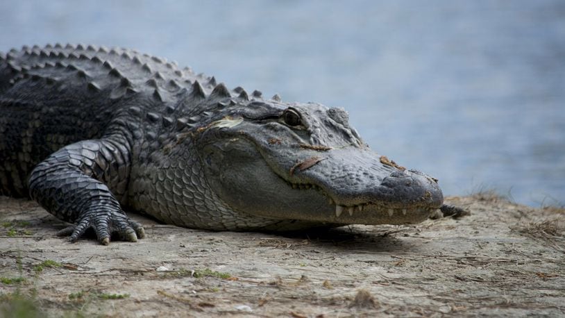 Authorities in Chicago are trying to capture an alligator that somehow made its way to a city park.