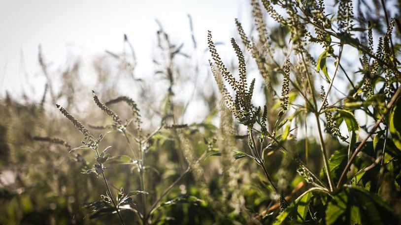 Ragweed pollen is very high, data says, as allergy sufferers seek relief.