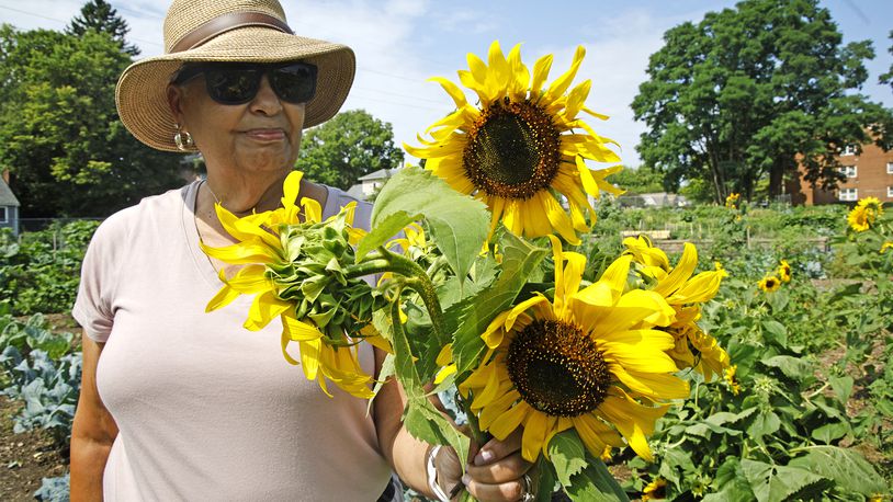 Mary Murphy looks over the sunflowers she picked from her garden at the Jefferson Street Oasis Friday, July 12, 2024. BILL LACKEY/STAFF