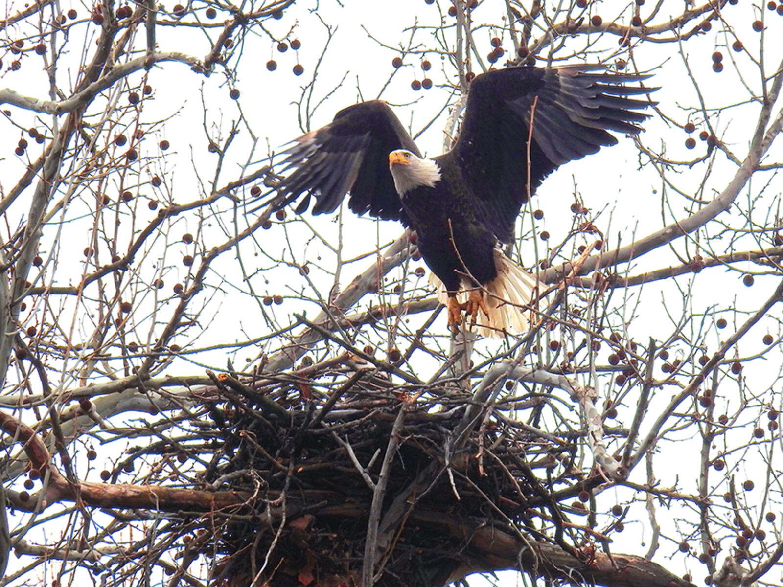 Willa, a female bald eagle takes flight to find more sticks as she and her mate, Orv,  build their nest at Carillon Historical Park. PHOTO COURTESY OF JIM WELLER