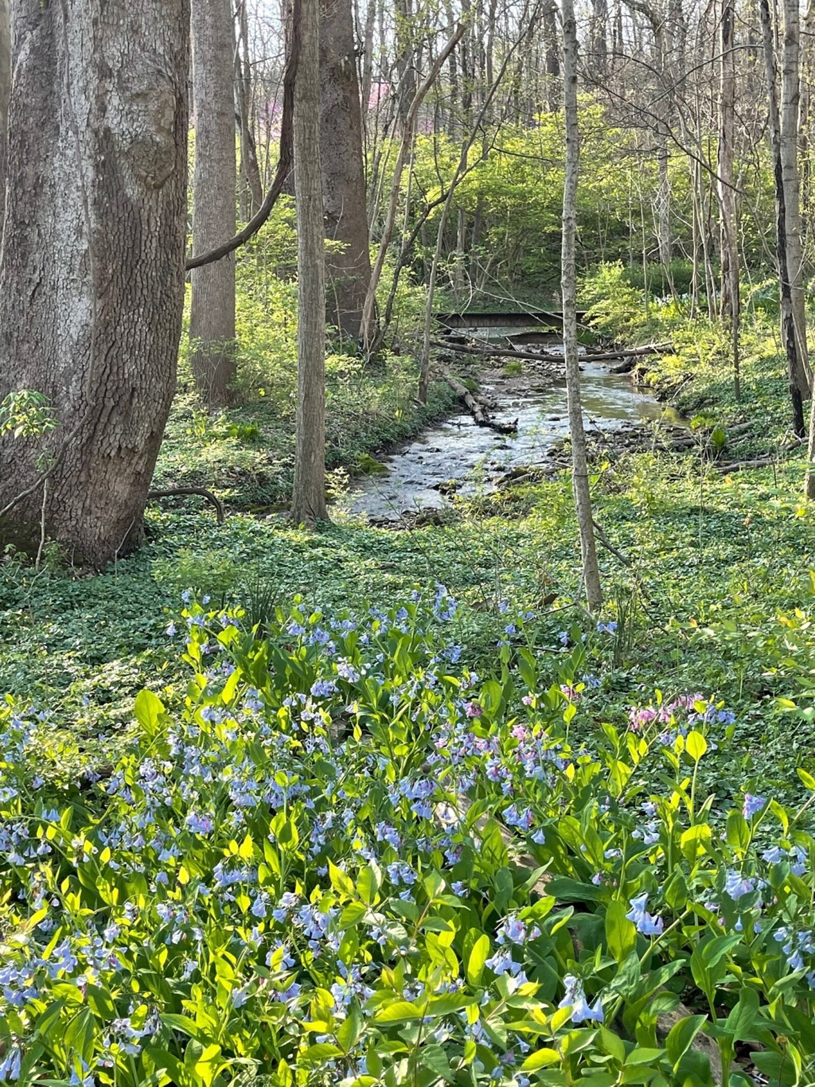 Aullwood Audubon strives to create a generation of future conservationists who love the earth and want to protect it. CONTRIBUTED