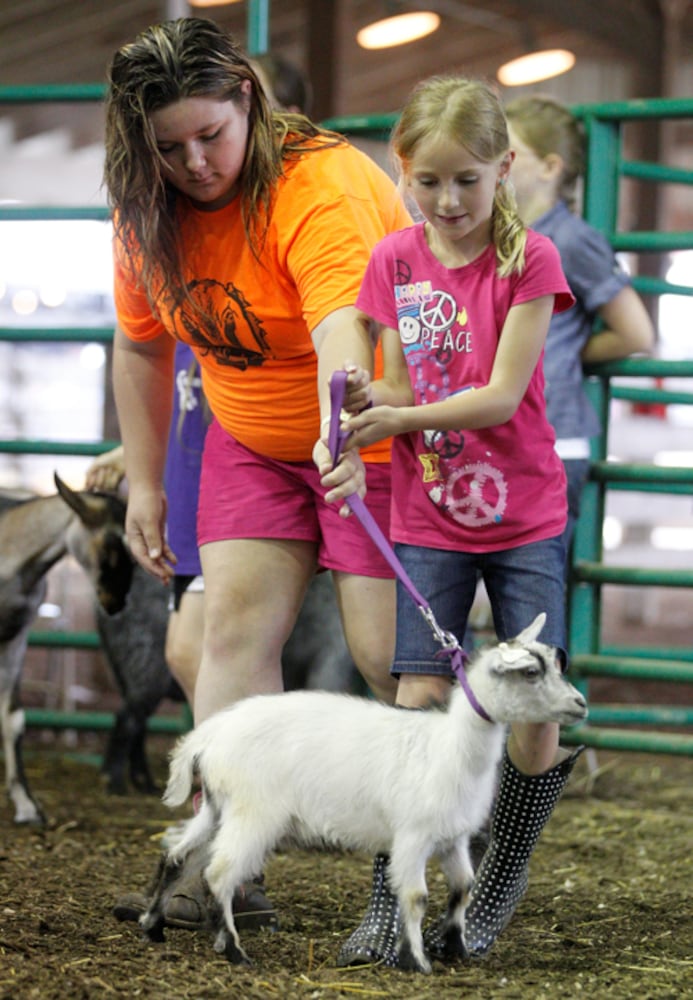 Pee Wee Goat Showmanship - Clark County Fair