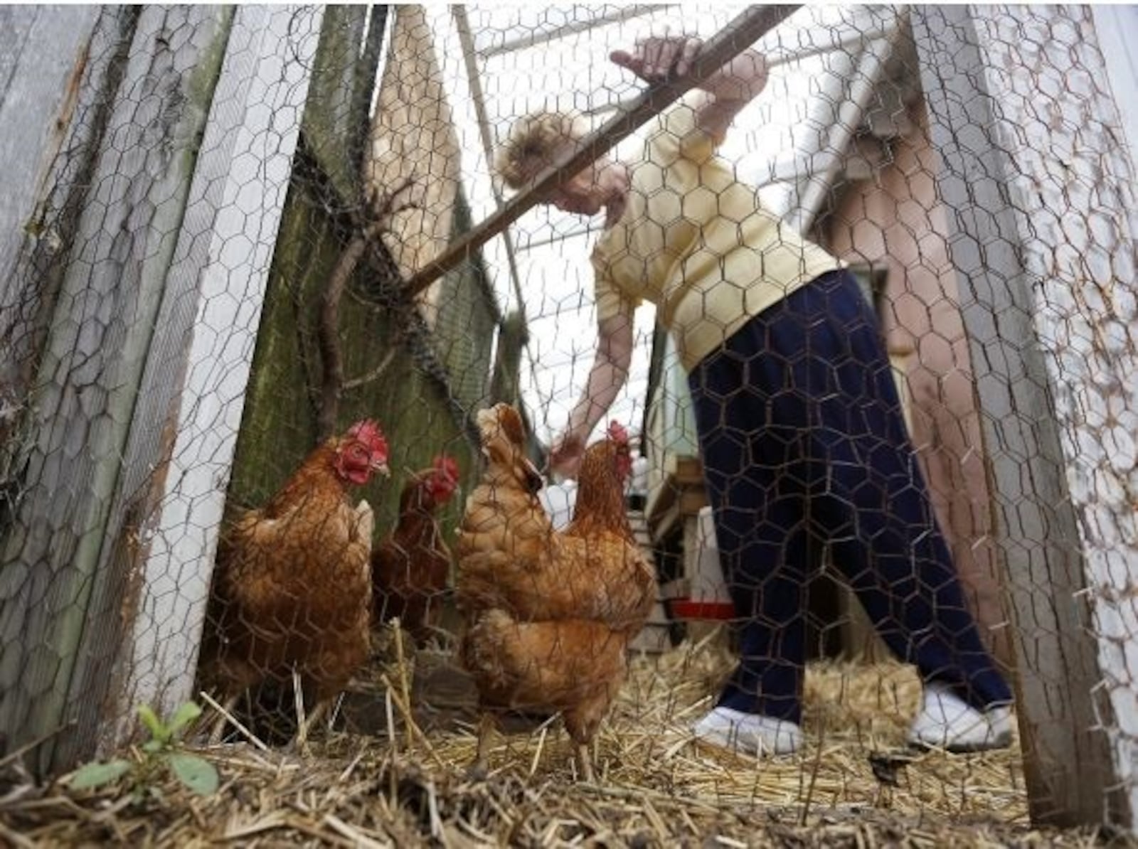 Voters will decide on the legality of raising chickens in New Carlisle. COLUMBUS DISPATCH FILE PHOTO