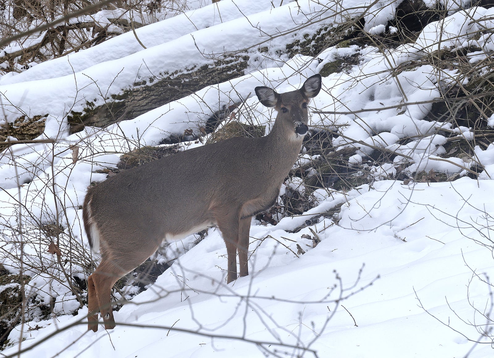 The cold and snow has turned Glen Helen Nature Preserve into a winter wonderland Friday, Jan. 10, 2025. BILL LACKEY/STAFF