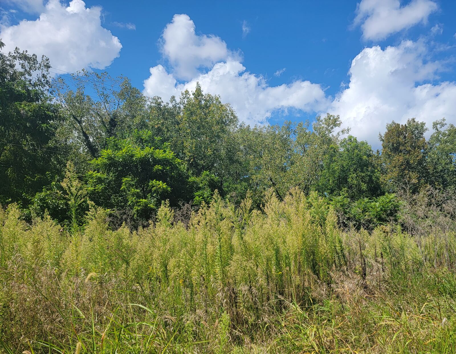 Field of Marestail in bloom.