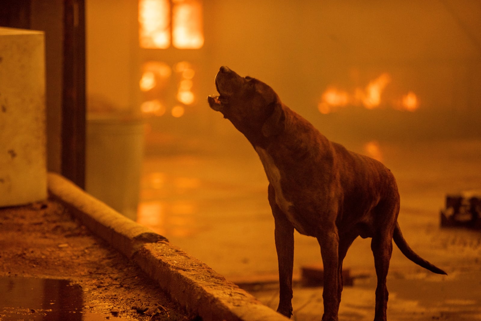 A dog barks as the Eaton Fire destroys a neigbhorhood Wednesday, Jan. 8, 2025 in Altadena, Calif. (AP Photo/Ethan Swope)