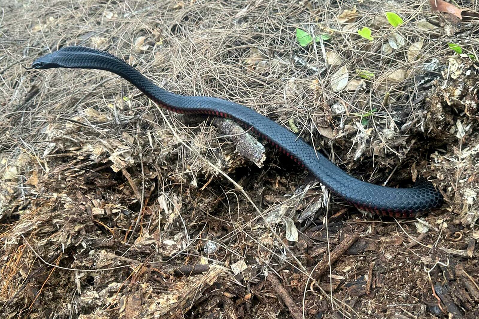 In this photo provided by Cory Kerewaro, a red-belly black snake slithers from a mulch pile before being caught as 102 of the reptiles are captured at a suburban Sydney yard, on Jan. 31, 2025. (Cory Kerewaro via AP)