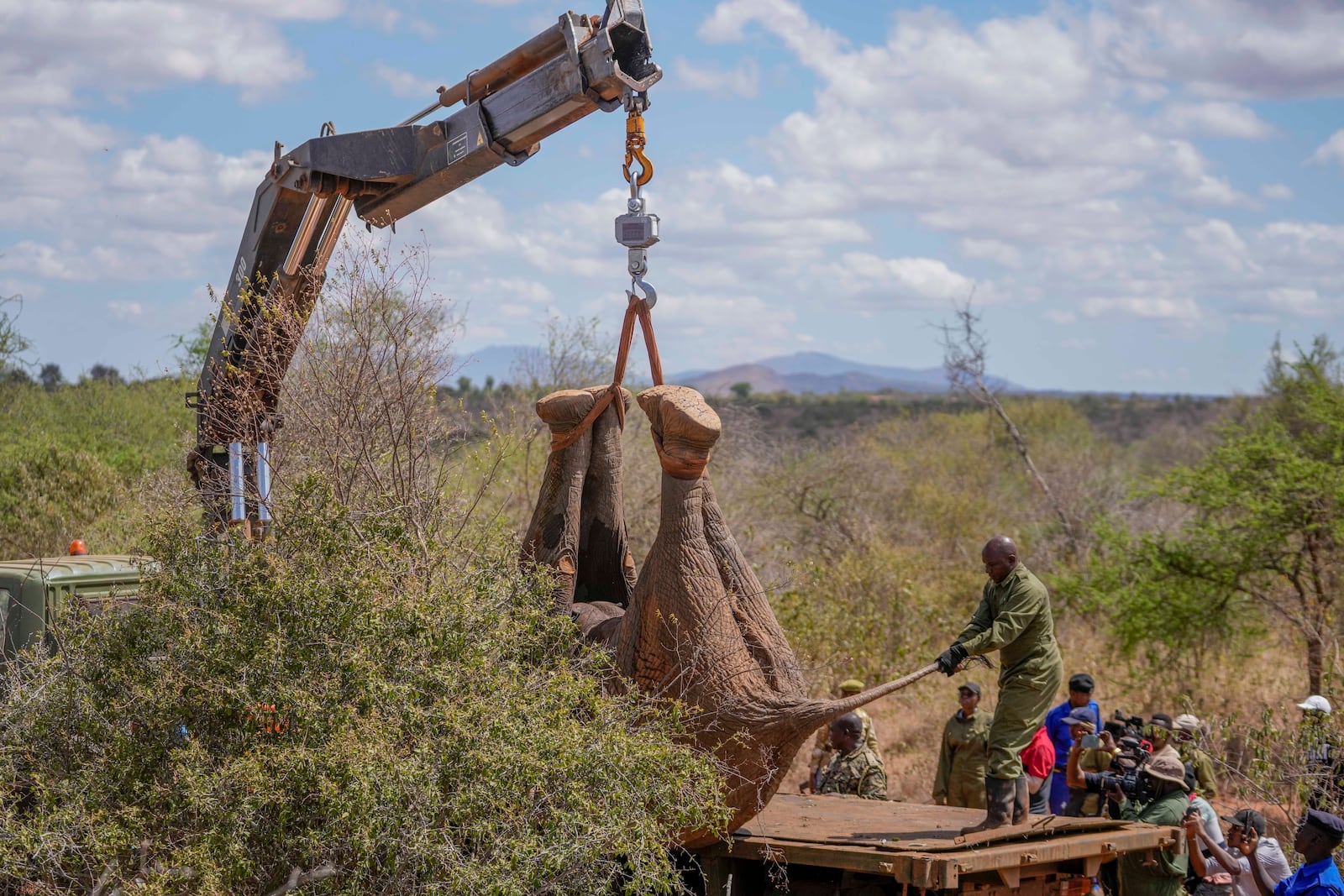 Kenya Wildlife Service rangers and capture team load an elephant into a truck at Mwea National Park, east of the capital Nairobi, Kenya Monday, Oct. 14, 2024. (AP Photo/Brian Inganga)