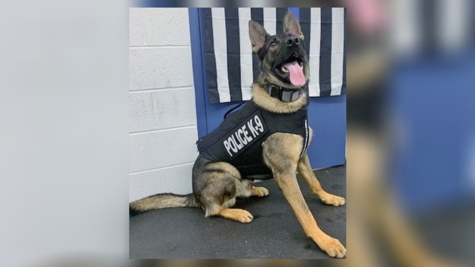 Dayton Police Department’s K9 Cory has received a bullet and stab protective vest thanks to a charitable donation from nonprofit organization Vested Interest in K9s Inc. K9 Cory’s vest was embroidered with the sentiment “In memory of Officer Jason Lagore and K9 Ranger, ODNR."