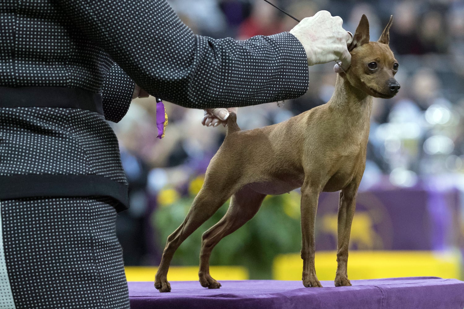 Photos: Westminster Dog Show 2018: Bichon frisé Flynn crowned best in show