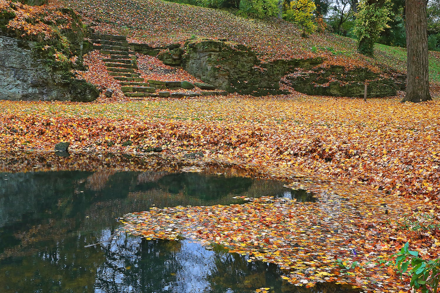 Fall Leaves SNS