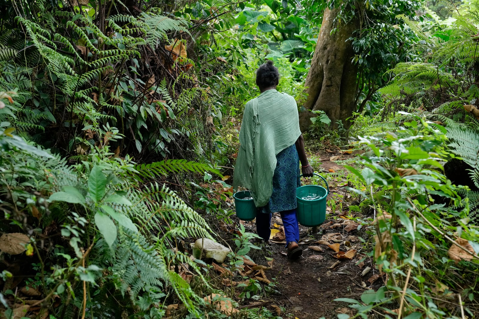 Wali, part of Adivasi Indigenous community, carries water collected from a stream in Banagudi village in Nilgiris district, India, Thursday, Sept. 26, 2024. (AP Photo/Aijaz Rahi)