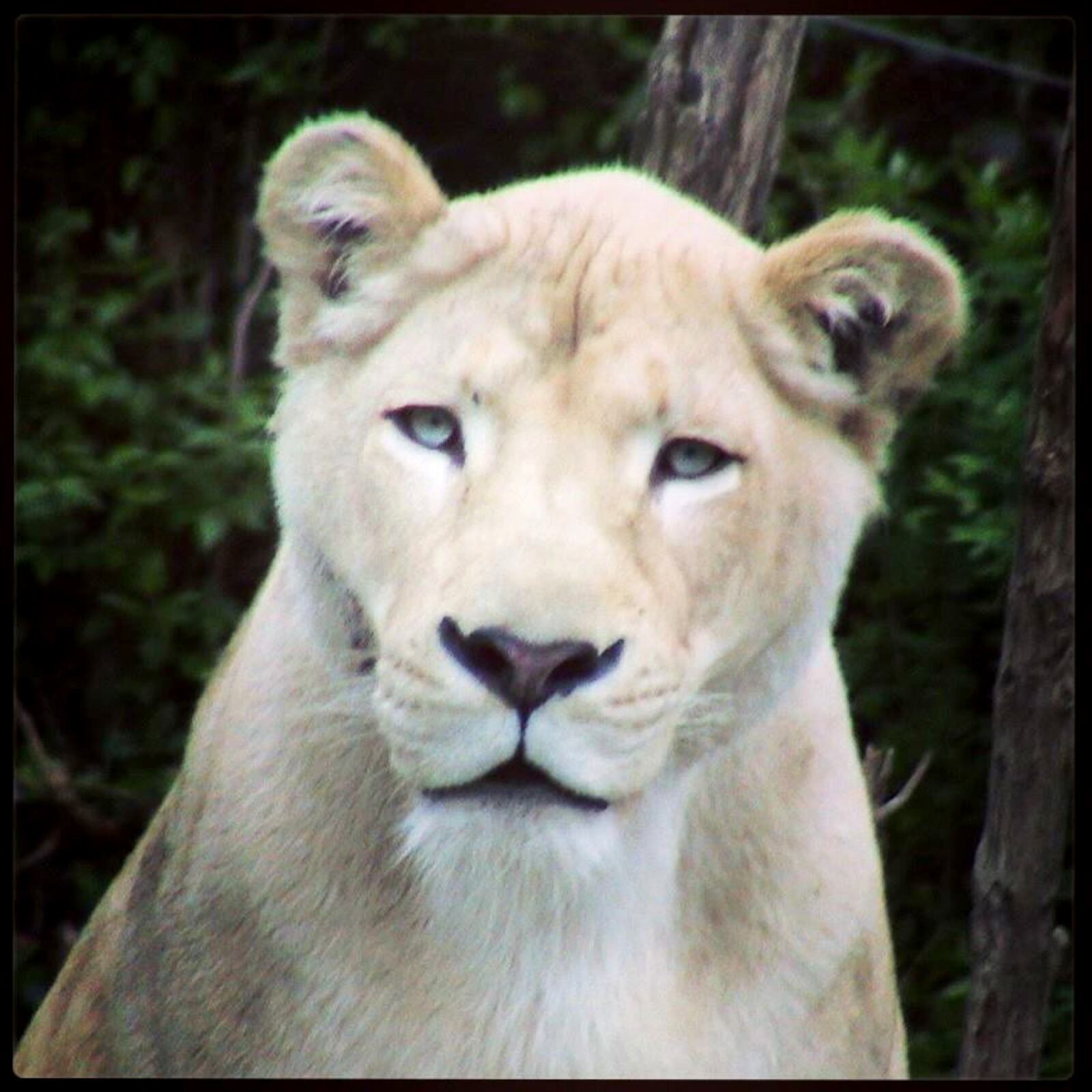 Prosperity, a white lion who lived at the Cincinnati Zoo since 1988, has died. CINCINNATI ZOO & BOTANICAL GARDEN