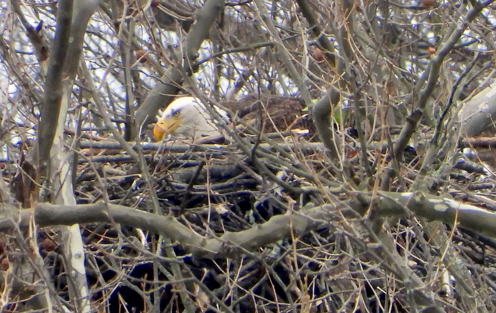 Jim Weller, founder of Eastwood Eagle Watchers, took this photograph of Willa Saturday, March 28, 2020 at Carillon Historical Park. On this day Weller noticed Orv and Willa tearing up food in the nest, leaning forward and dropping it. âUnless they are just shredding it for the fun of it they are feeding a baby,â he said.  PHOTO COURTESY OF JIM WELLER