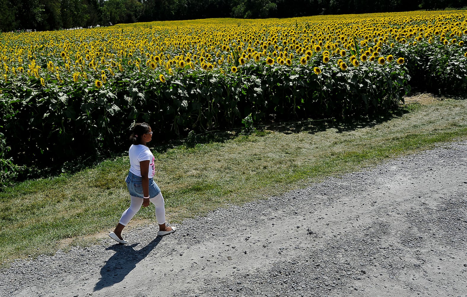 Yellow Springs Sunflowers