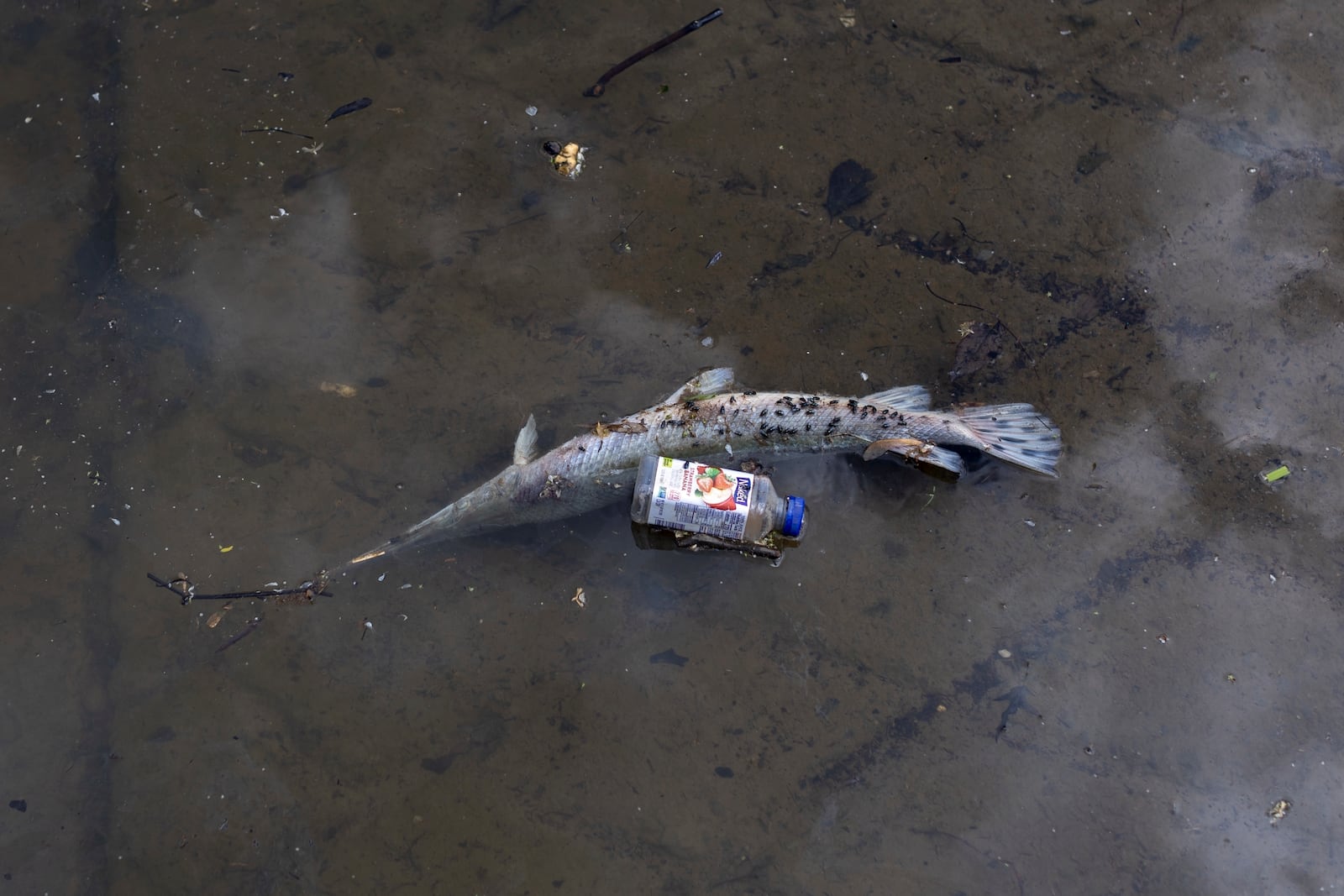 FILE - A deceased gar fish floats near a discarded beverage container on May 1, 2024, at Anacostia Park in Washington. (AP Photo/Tom Brenner, File)