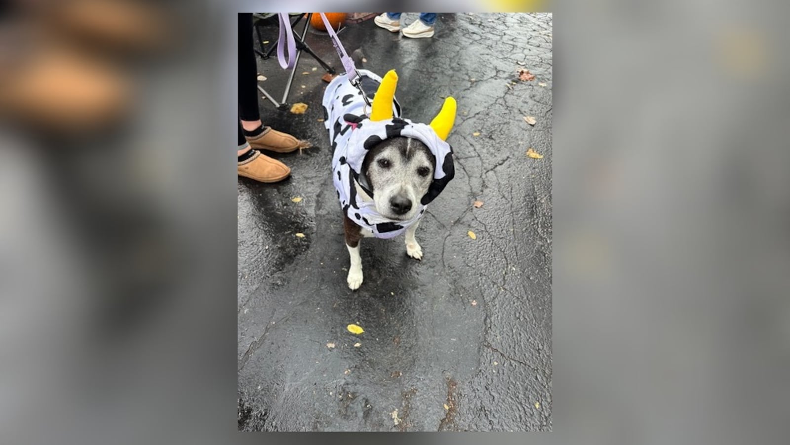 King Kennel will host its fourth annual trunk or treat for dogs from 1 to 3 p.m. on Saturday, Oct. 19, in the parking lot at 20 Critter Court. Contributed