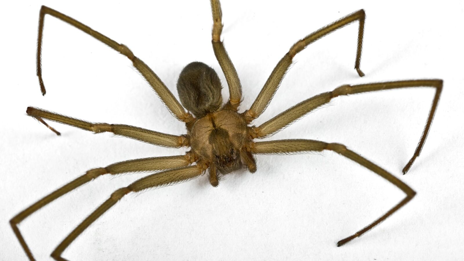 FILE PHOTO: A mother in Georgia said she found 30 brown recluse spiders in her new home.