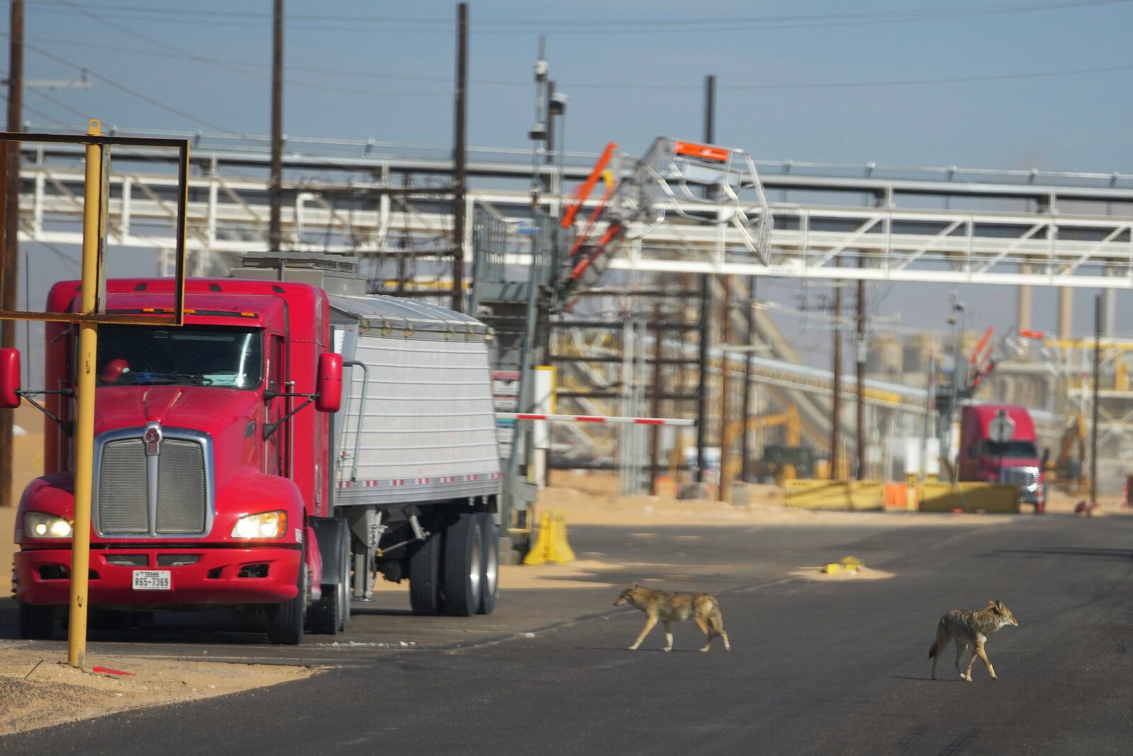 Coyotes walk on a road near the beginning of a 42-mile conveyor belt by Atlas Energy that carries sand needed for hydraulic fracturing Wednesday, Feb. 26, 2025, in Kermit, Texas. (AP Photo/Julio Cortez)