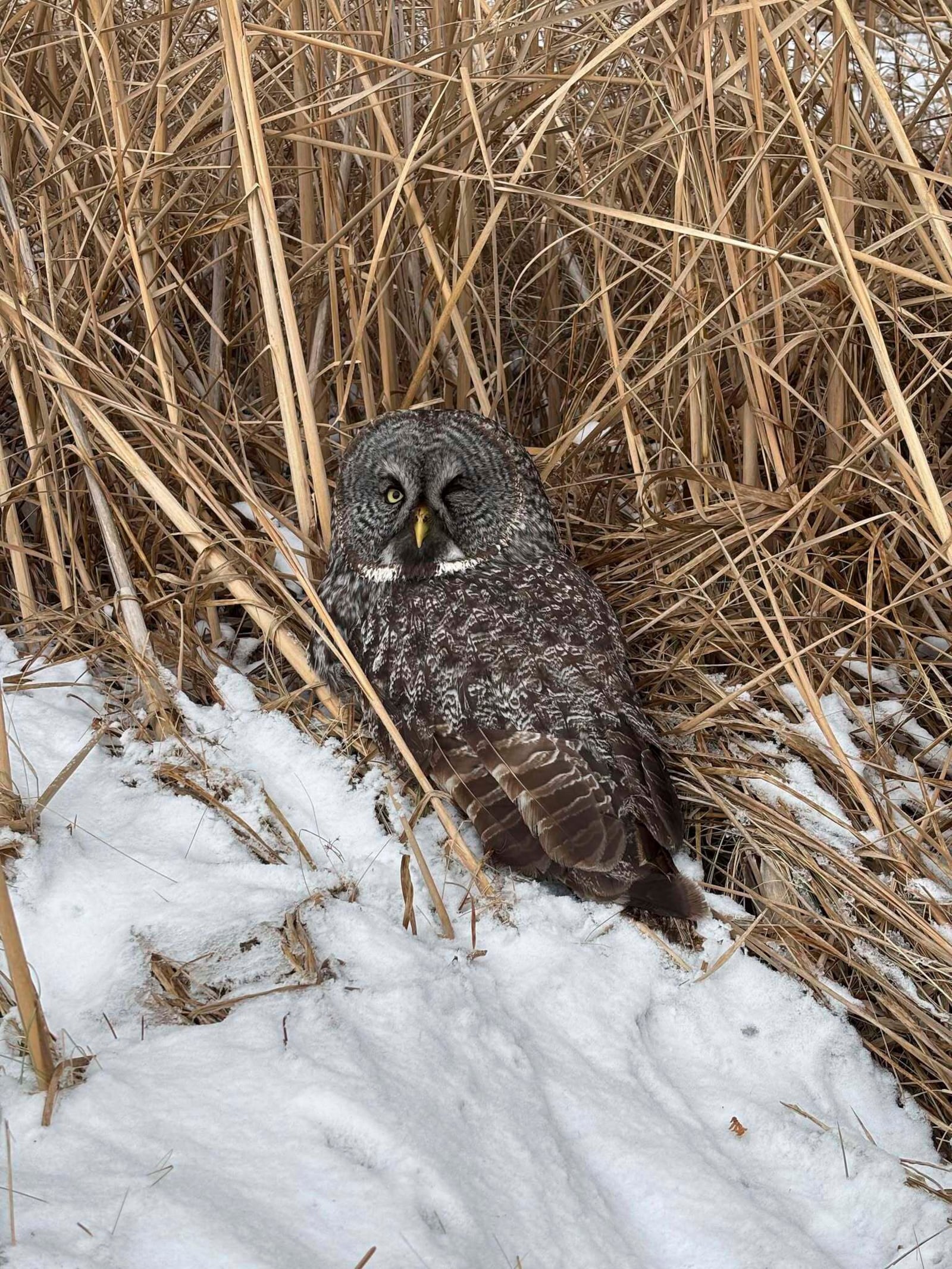 An injured great gray owl is seen off the side of the road in northeastern Minnesota – the first of two owls Annabell Whelan rescued on Monday, Dec. 23, 2024. (Annabell Whelan via AP)