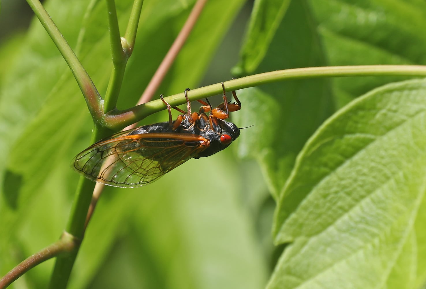 060421 Cicadas SNS