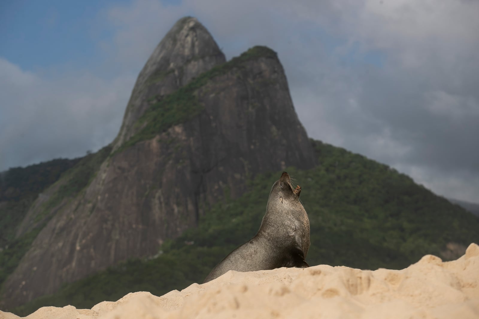 A fur seal stands on Ipanema beach in Rio de Janeiro, Wednesday, Dec. 18, 2024. (AP Photo/Bruna Prado)