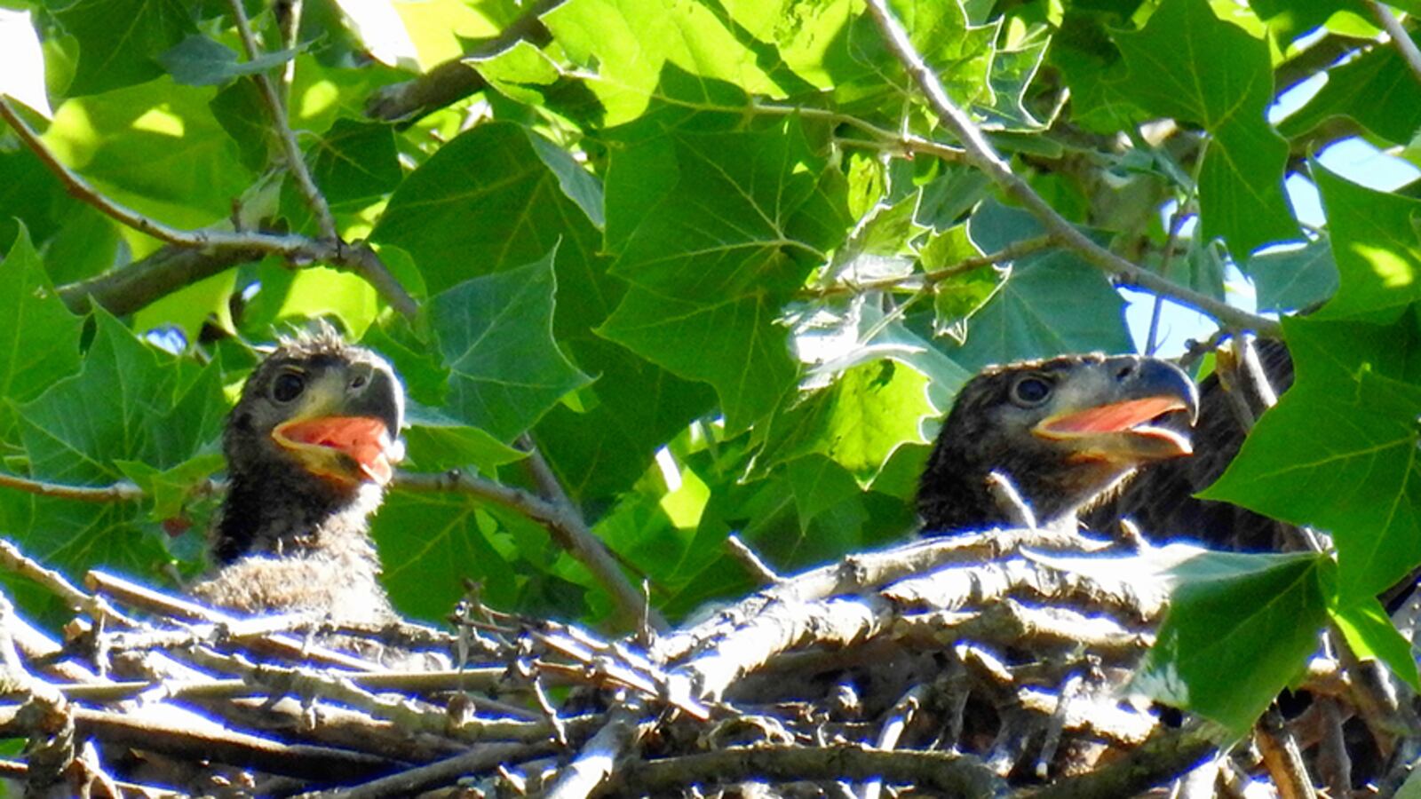 The pair of eaglets were photographed at Carillon Historical Park on on June 3. One of the eaglets disappeared soon after. Itâs unknown if its disappearance was caused by the hawks, great horned owls, sibling rivalry or a storm that may have blown it from the nest. PHOTO COURTESY OF JIM WELLER