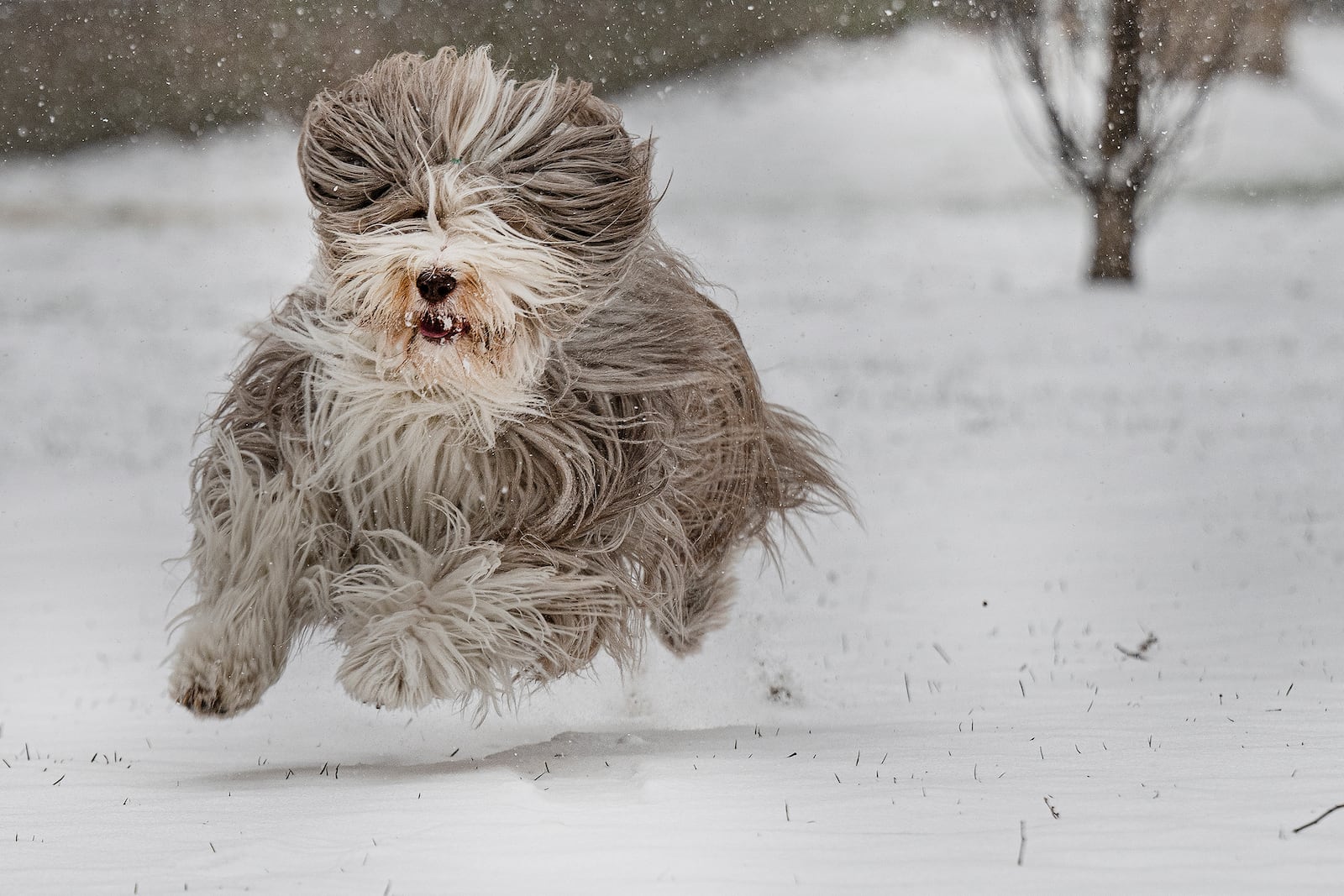 Bobbie Trotenberg's bearded Collie named "Rosalita " plays in the snow on Monday, Jan 6, 2025, during a snow fall near Washington Square park in Philadelphia. (Jose F. Moreno/The Philadelphia Inquirer via AP)