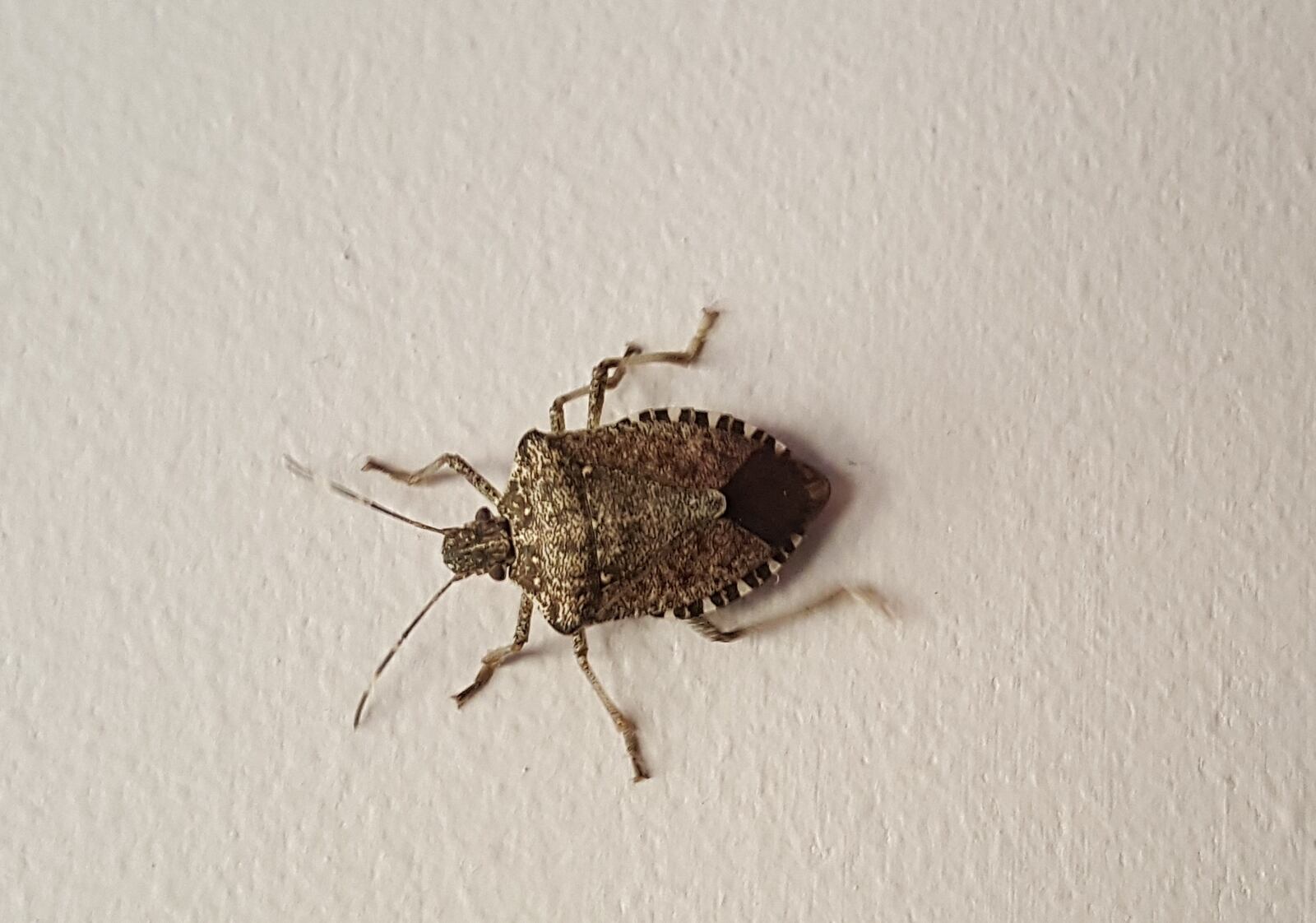 Brown marmorated stink bug is another common fall home invader in the Miami Valley. CONTRIBUTED