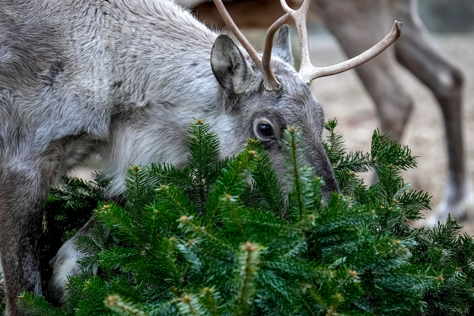 A European Forest Reindeer grazes on a Christmas tree during the feeding of animals with unused Christmas trees at the Zoo, in Berlin, Germany, Friday, Jan. 3, 2025. (AP Photo/Ebrahim Noroozi)