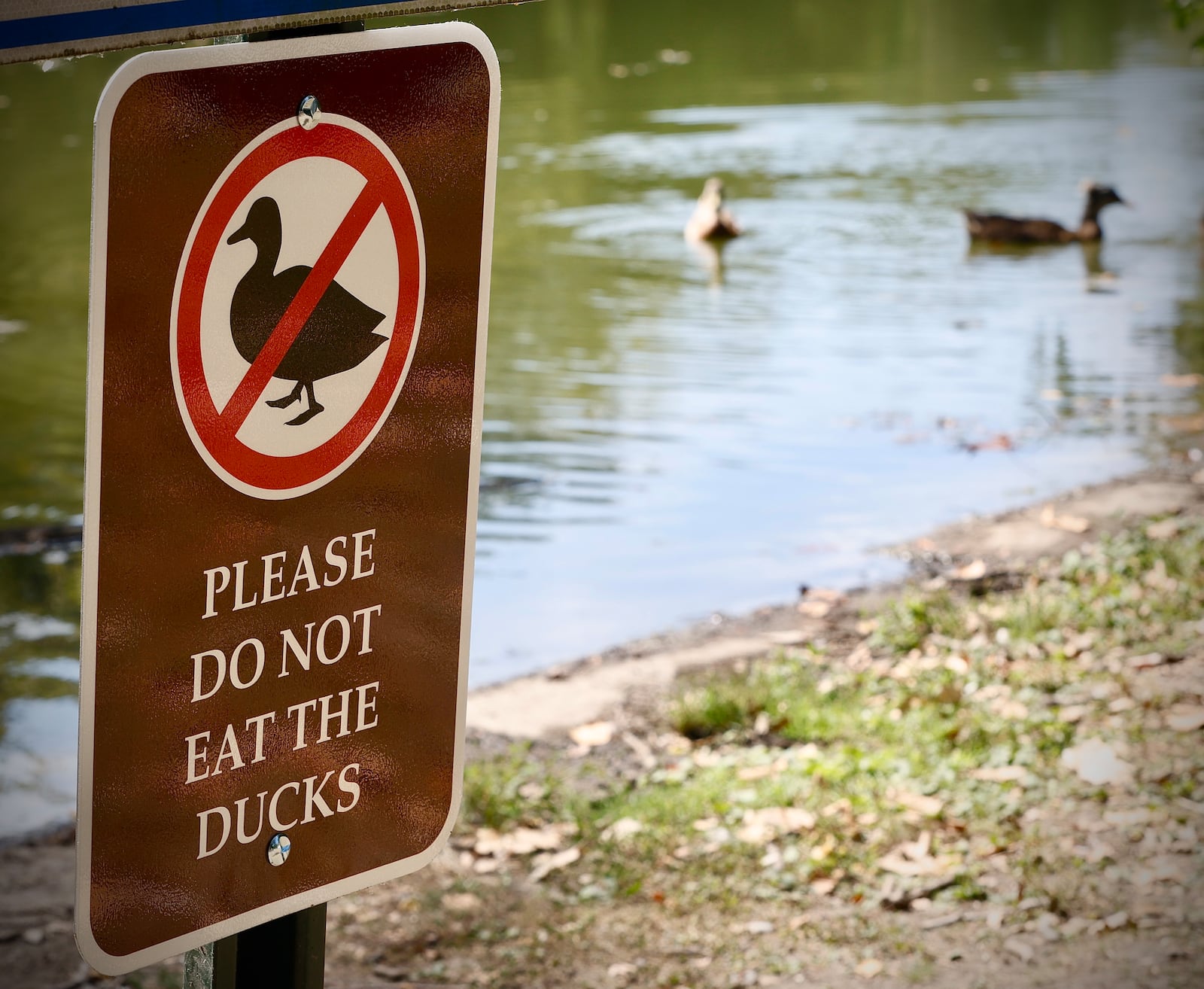 Someone playing a prank (not park officials) put a "please do not eat the ducks" sign at the Peanut Pond at Snyder Park on Friday, September 13, 2024 in Springfield. MARSHALL GORBY \STAFF