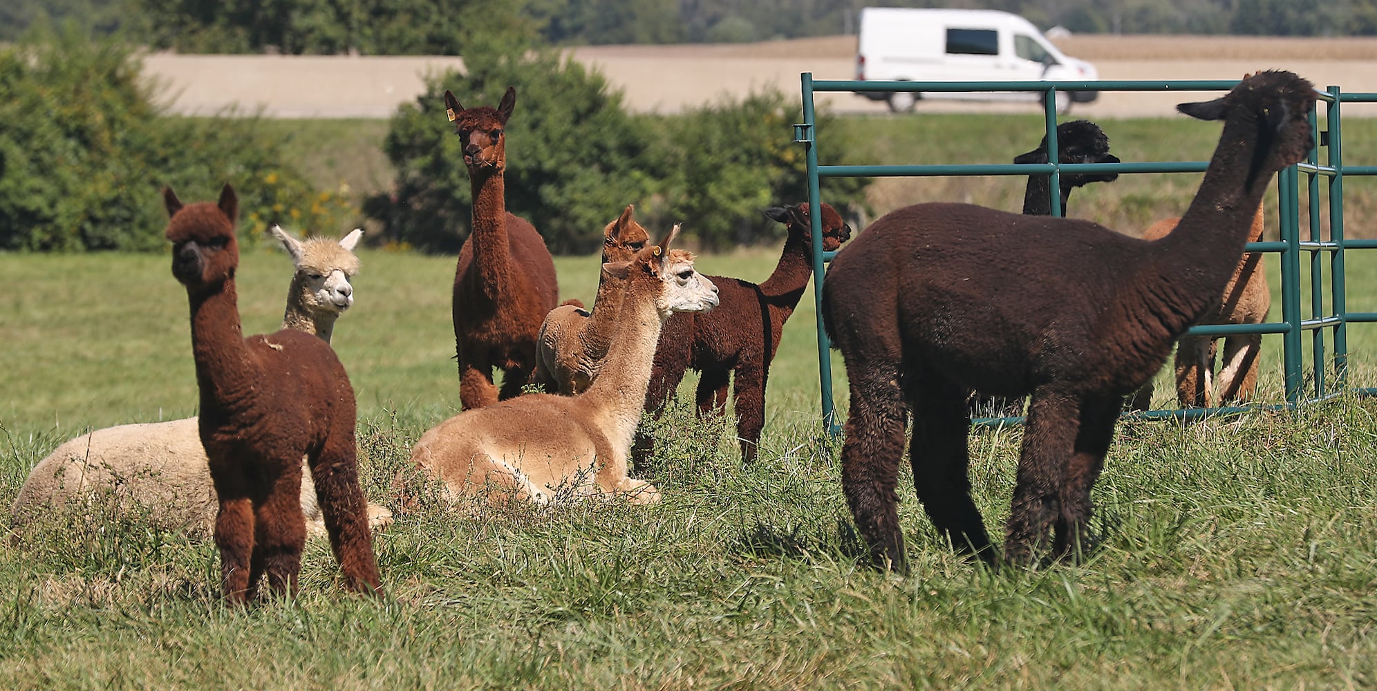 092521 Alpaca Farm Day SNS