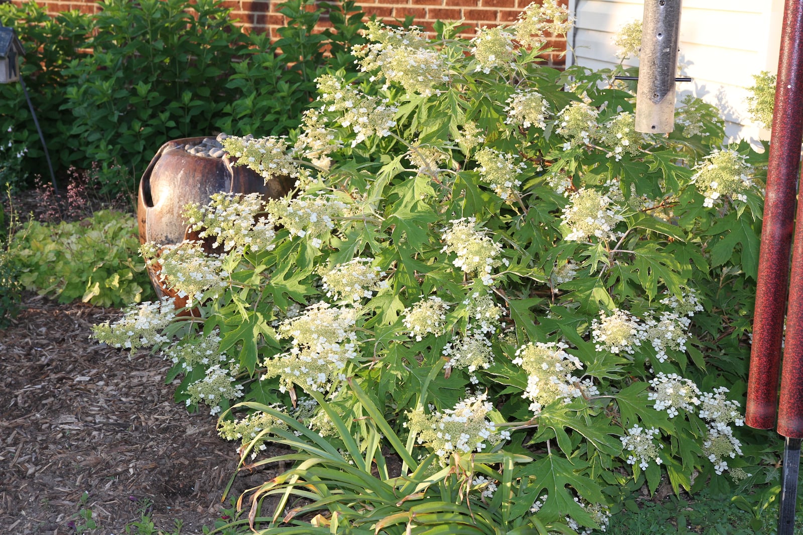 Hydrangea quercifolia includes the Pee Wee (oakleaf hydrangea). CONTRIBUTED