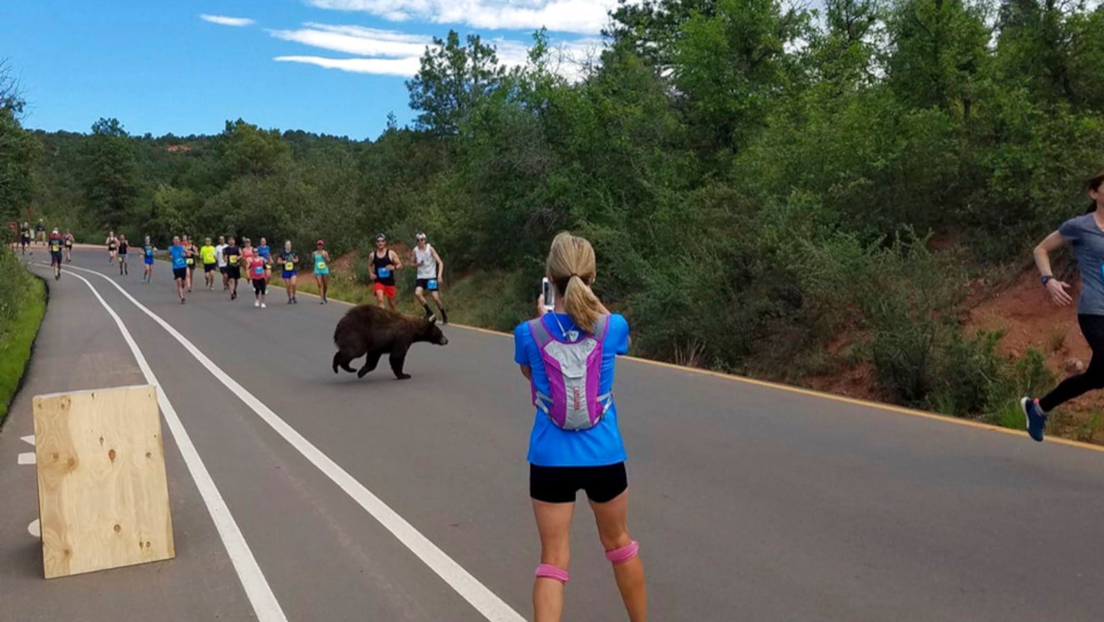 In this photo provided by Donald Sanborn, a bear walks across the road as runners compete in the Garden of the Gods 10 Mile Run near Colorado Springs, Colo., Sunday, June 11, 2017. Sanborn says the animal seemed to be trying to decide whether to zip across the road filled with runners when a large enough gap finally emerged for the bear to get through. (Donald Sanborn via AP)