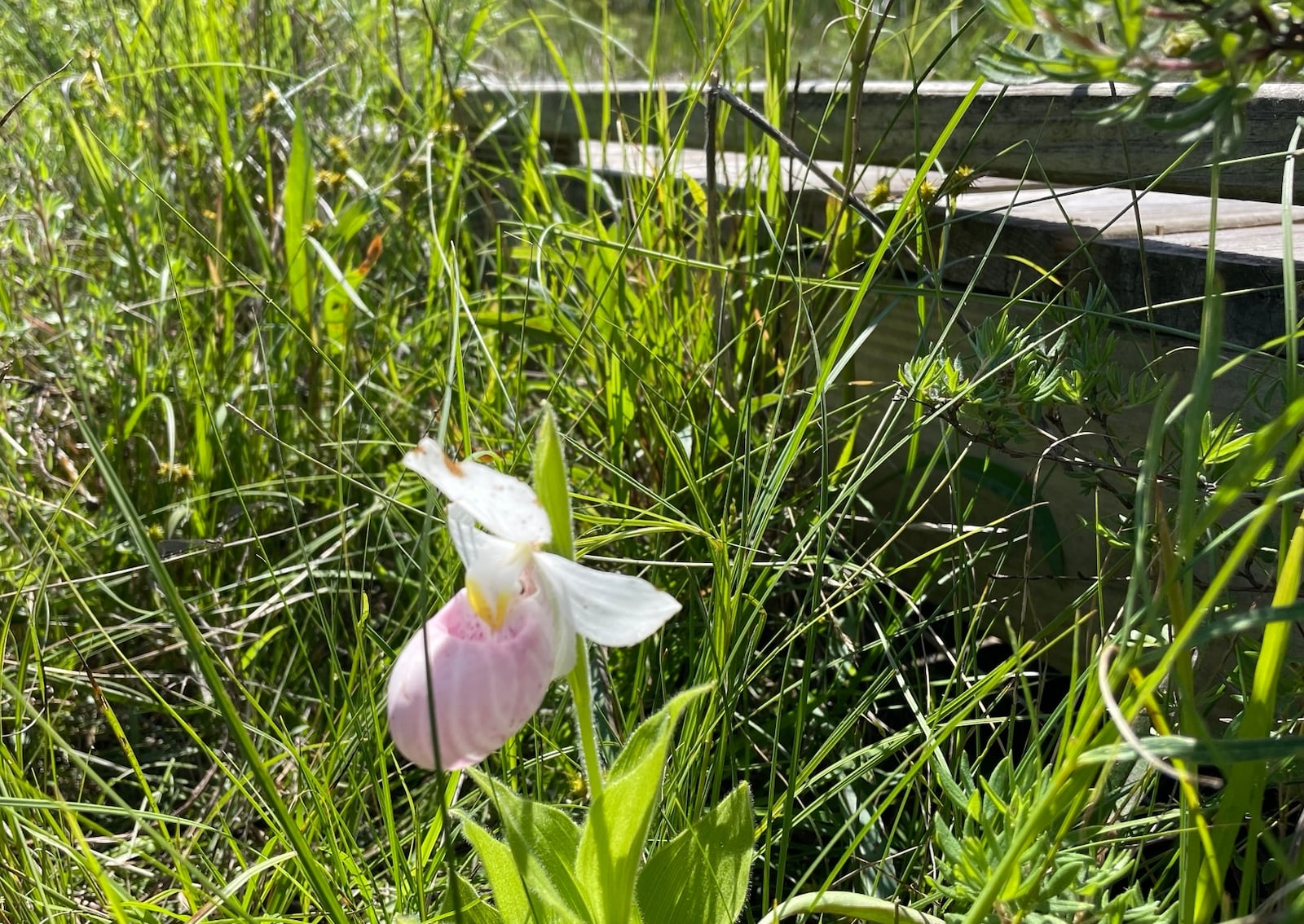 Wild flowers blooming along the boardwalk at Cedar Bog Friday, May 31, 2024. BILL LACKEY/STAFF