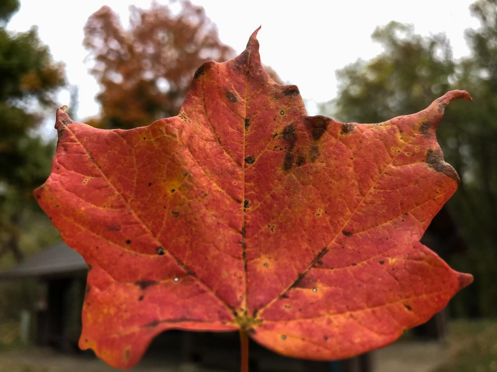 Here's a Fall 2020 look at Huffman MetroPark on the hiking trails around Huffman Lake & Dam. Due to COVID-19, safe social distancing (6 feet apart) is recommended at all times. For more information, visit metroparks.org. TOM GILLIAM / CONTRIBUTING PHOTOGRAPHER