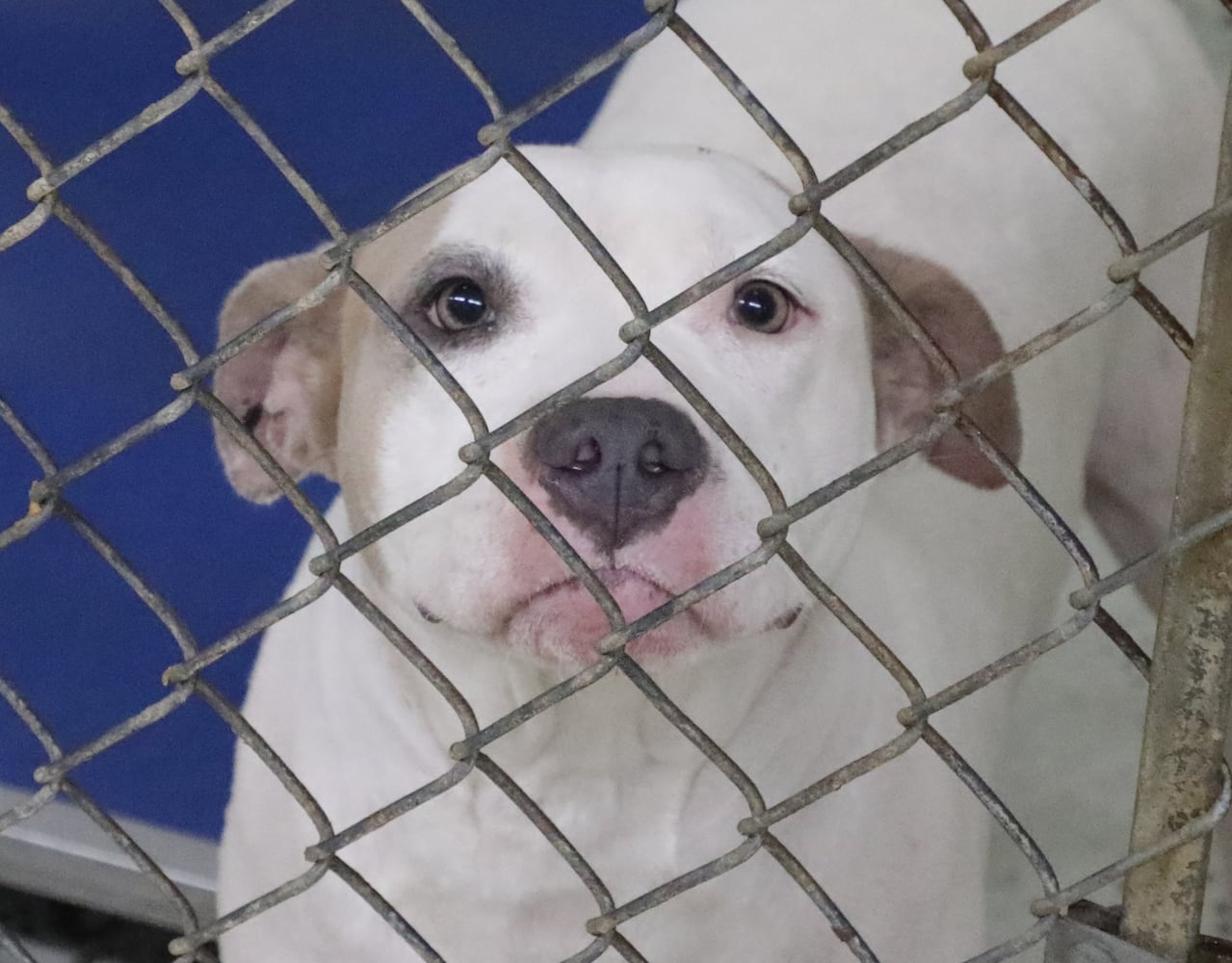 PHOTOS: Dogs at the Clark County Dog Shelter