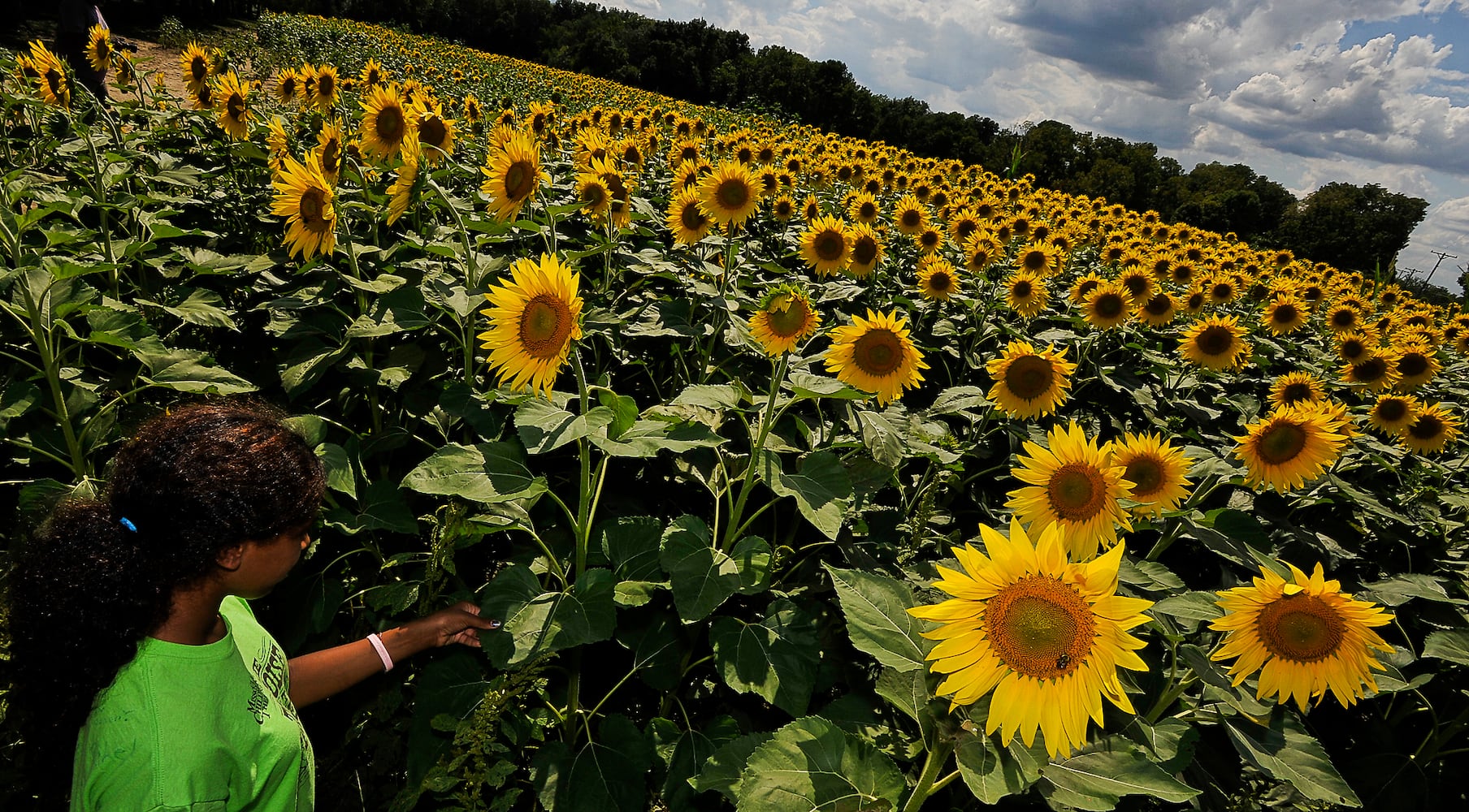 Yellow Springs Sunflowers