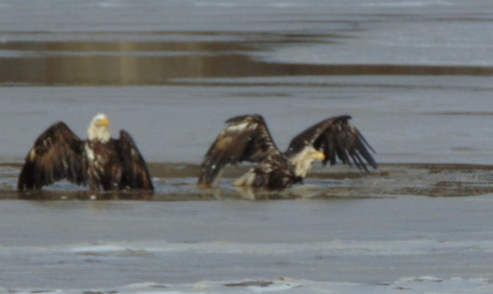 Two bald eagles were found stuck and in distress in an icy field in German Twp. Clark County Friday, Feb 18, 2022 but were able to free themselves. CREDIT GERMAN TOWNSHIP POLICE