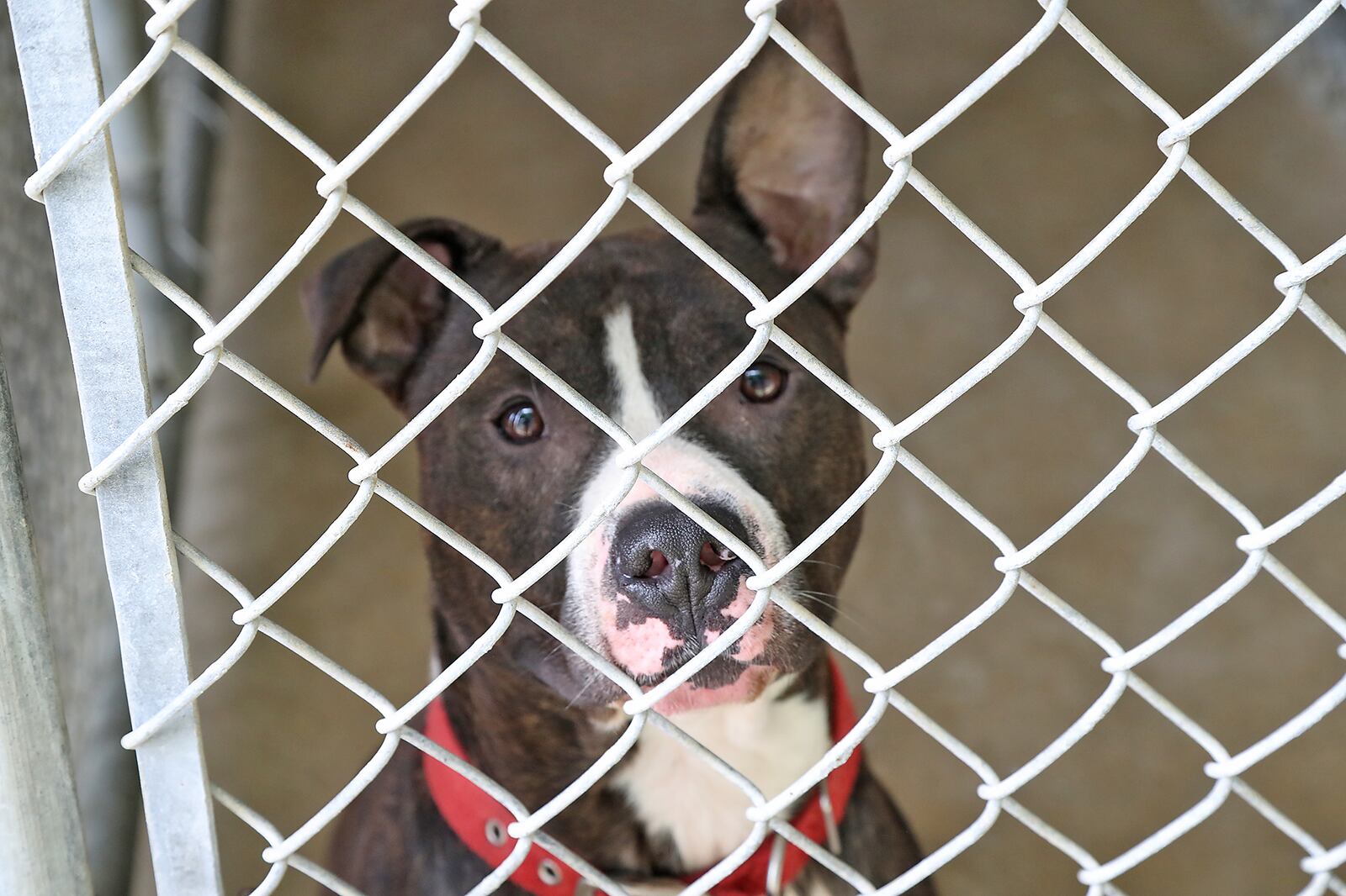 One of the dogs up for adoption at the Clark County Dog Shelter Thursday, July 14, 2022. BILL LACKEY/STAFF