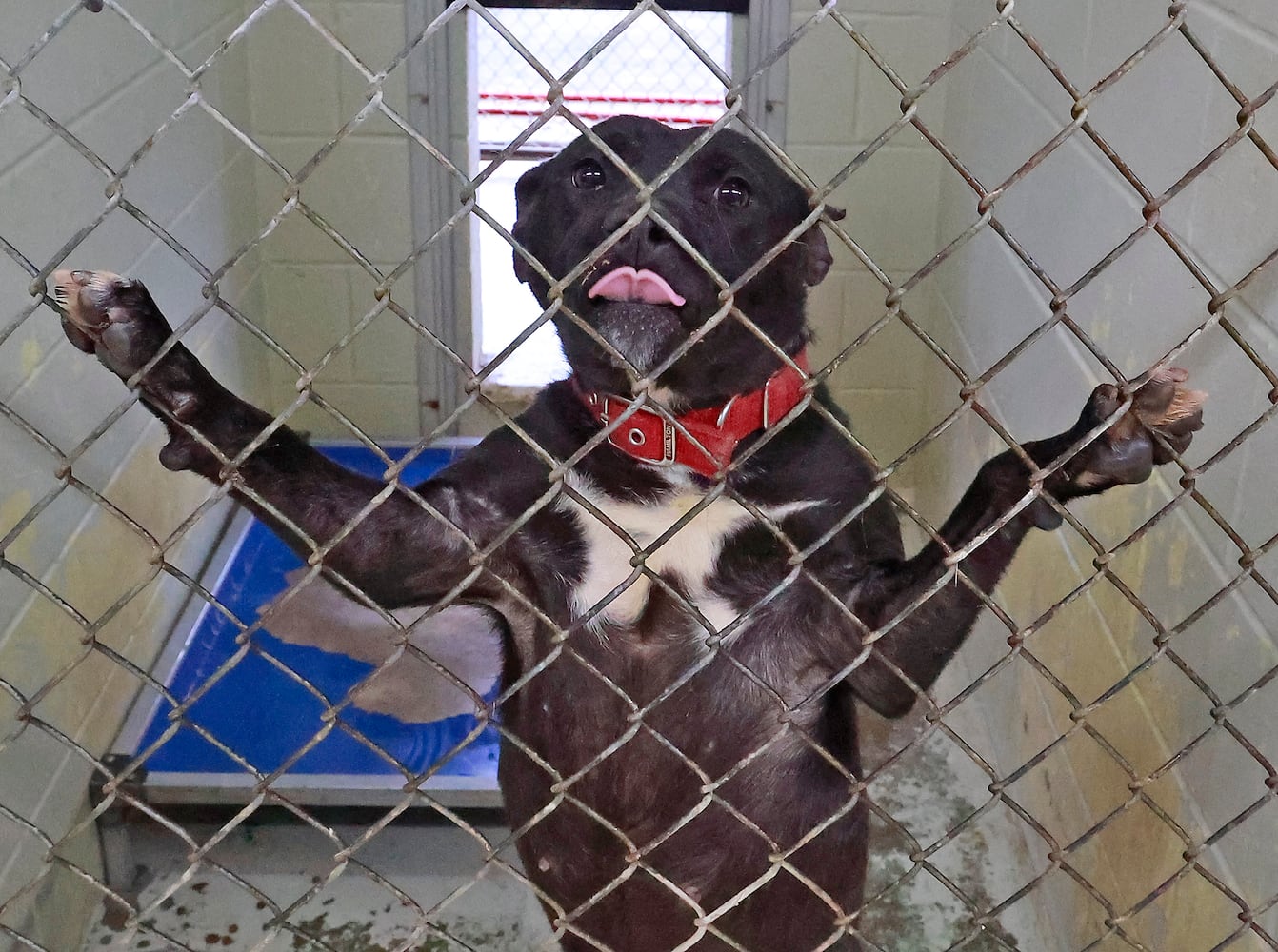 Clark County Dog Shelter SNS